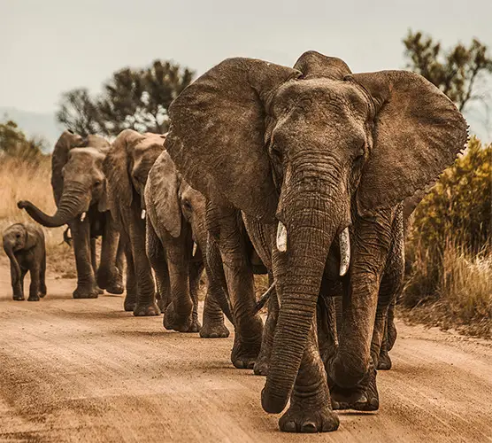 Corporate recreational services